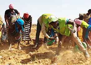 양파를 수확하는 주민들 모습