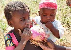 수확한 양파 사진