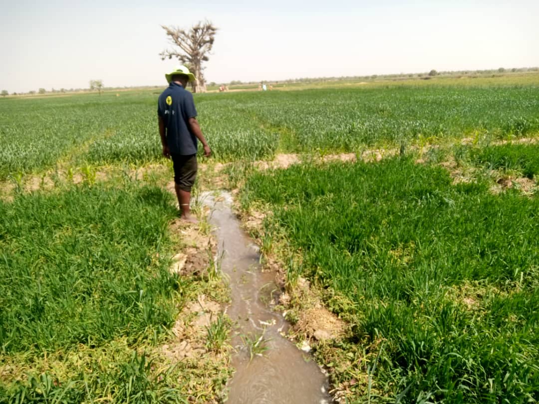 협동조합 농장 벼 재배