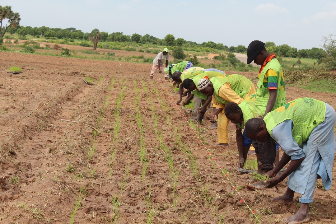한국식 모내기 방식 적용 벼농사 진행